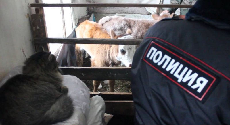 В Туве с начала года сотрудниками полиции выявлено 26 фактов бесконтрольного выпаса скота