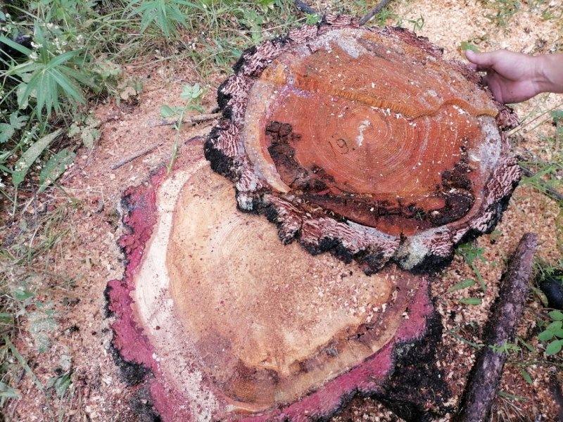 В Туве завершено расследование уголовного дела по факту незаконной рубки лесных насаждений