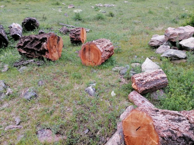 В Туве завершено расследование уголовного дела по факту незаконной рубки лесных насаждений